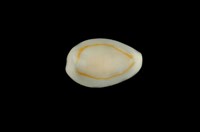 藏品(金環寶螺)的圖片